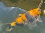 Israëlische& Japanse koi, Dieren en Toebehoren, Karper of Koi