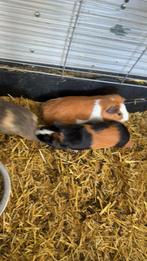 Cavia’s, Ophalen, Hok, Cavia
