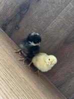 Poule de bresse en mechelse koekoek kuikens, Dieren en Toebehoren, Pluimvee, Geslacht onbekend, Kip
