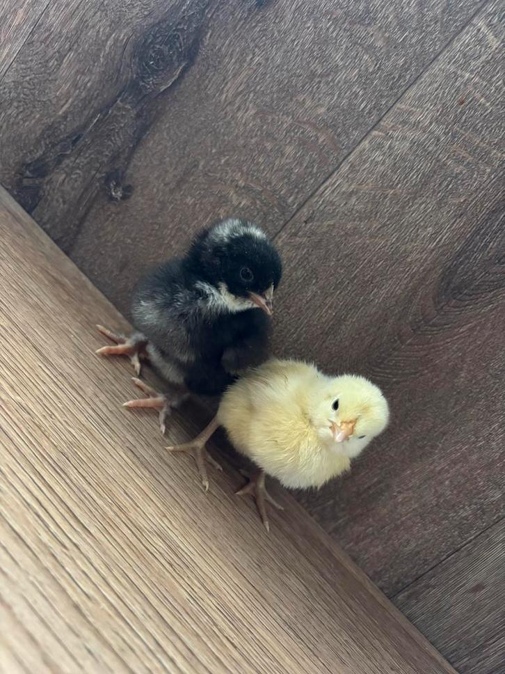 Poule de bresse en mechelse koekoek kuikens, Dieren en Toebehoren, Pluimvee, Kip, Geslacht onbekend