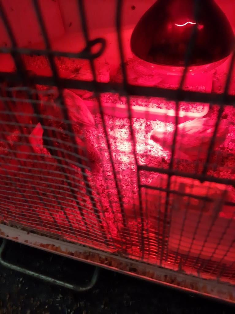 Door overschakeling van donker chinese dwergkwartels, Ophalen