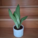Sanseveria, Enlèvement