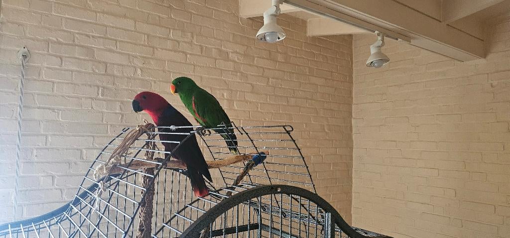 Edelpapagaaien, Mâle, Perroquet, Domestique