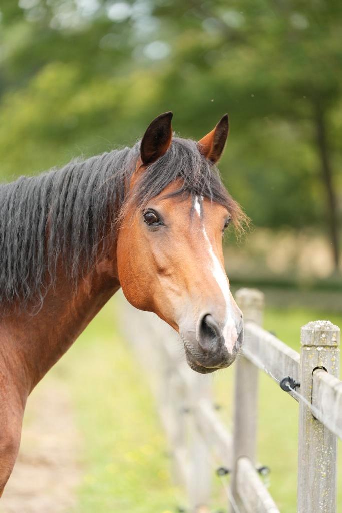 Topfokmerrie te koop, Dieren en Toebehoren, Paarden en Pony's | Dekhengsten en Fokmerries, Merrie