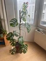 Monstera Deliciosa Albo with Red Ceramic Pot, Enlèvement