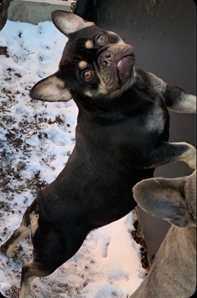 Franse bulldog teef, Dieren en Toebehoren, Honden | Bulldogs, Pinschers en Molossers, Teef, Bulldog, Fokker | Hobbymatig, Eén hond