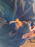 Cavia te koop, Dieren en Toebehoren, Knaagdieren, Februari, Cavia, Tam