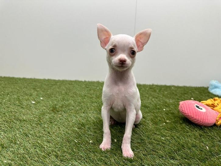 Chihuahua pup - kleine taille, Dieren en Toebehoren, Honden | Chihuahua's en Gezelschapshonden, Teef, Chihuahua, Fokker | Professioneel