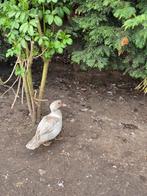 Ganzen, Dieren en Toebehoren, Pluimvee