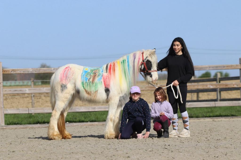 Molly, jolie poney Tinker !, Jument