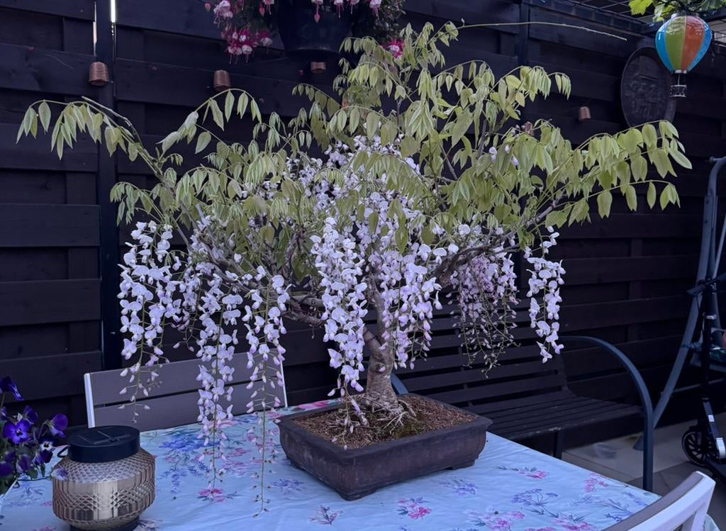 Bonsaï Glycine - Wisteria Floribunda, En pot, Moins de 100 cm, Plein soleil, Autres espèces