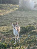 Jonge bok damhert, Dieren en Toebehoren