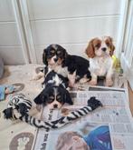 Prachtige cavalier king charles pups van geteste ouders, Parvo, België, Fokker | Hobbymatig, Reu