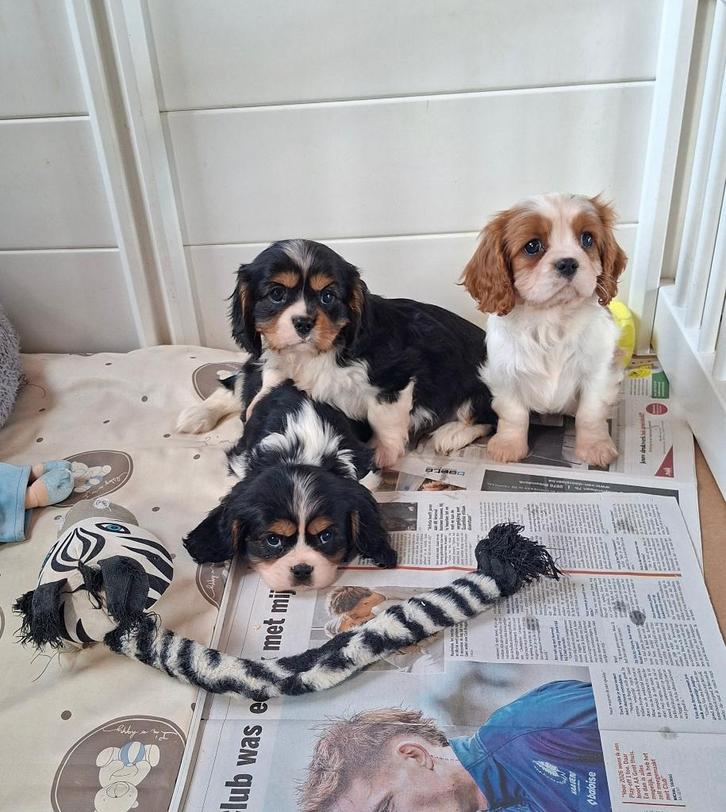 Prachtige cavalier king charles pups van geteste ouders, Dieren en Toebehoren, Honden | Retrievers, Spaniëls en Waterhonden, Reu