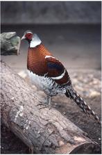 GEZOCHT!! Elliot fazant Haan, Dieren en Toebehoren, Vogels | Overige Vogels