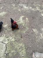 Coq Barbu d’uccle à donner, Animaux & Accessoires, Domestique