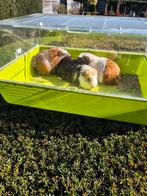 Cavia's 1 jaar, Dieren en Toebehoren, Ophalen, Cavia