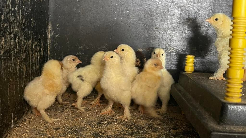 Brahma kuikens, Sexe inconnu, Poule ou poulet