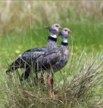 Gezocht: kuifhoenderkoeten, Dieren en Toebehoren, Vogels | Overige Vogels