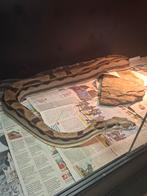 Boa kweekvrouw koop of ruil, Dieren en Toebehoren