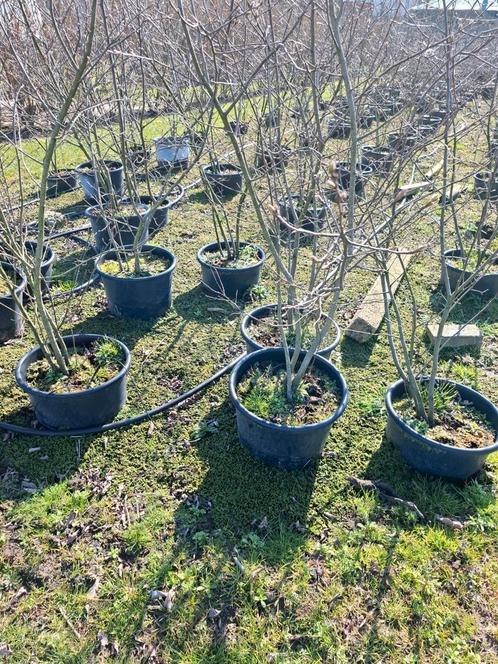 meerstammige krenten, Tuin en Terras, Planten | Tuinplanten, Herfst, Ophalen