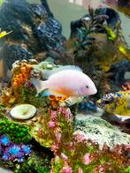 Amatitlania nigrofasciata jonge groep