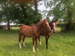 Verzorg paarden, Dieren en Toebehoren, Meerdere dieren, Springpaard