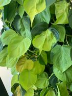 Philodendron Brasil stekjes, Huis en Inrichting, Kamerplanten, Ophalen of Verzenden