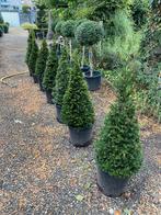 Taxus kegel 1m, Tuin en Terras, Ophalen, Taxus