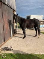 Te koop 9-jarige merrie BWP (particulier), Dieren en Toebehoren, Merrie, Dressuurpaard, 170 tot 175 cm, L