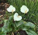 Arondskelk zaad, Tuin en Terras, Ophalen of Verzenden, Zaad