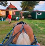 Hca Sulky 18/19 inch, Sulky, Poney