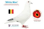 Gezocht: Duiven uit de ‘Whiteman’ Lijn Vrancken/Berden, Dieren en Toebehoren, Vogels | Duiven, Meerdere dieren, Postduif