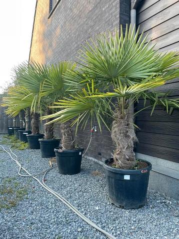 Palmbomen trachycarpus fortunei aan stuntprijzen!, Enlèvement