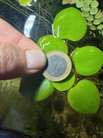 Amazon Frogbit (Limnobium laevigatum), Dieren en Toebehoren, Vissen | Aquaria en Toebehoren, Ophalen, Nieuw, Plant(en), Steen of Hout