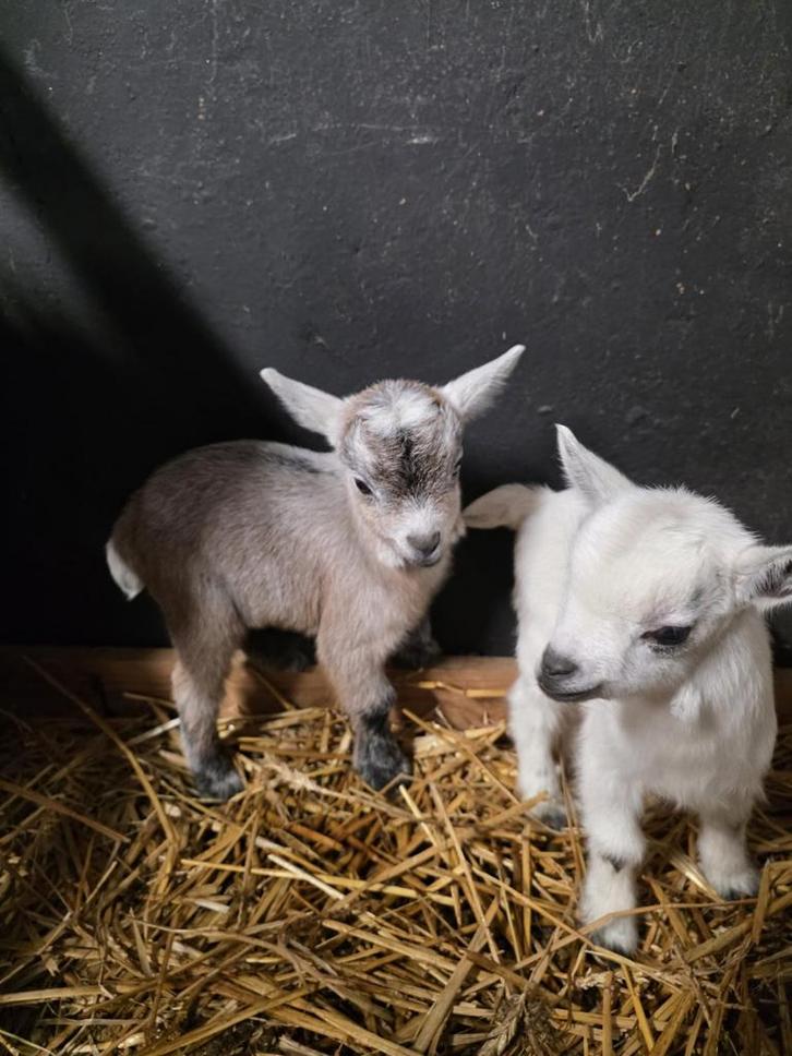 Geitjes, Animaux & Accessoires, Moutons, Chèvres & Cochons