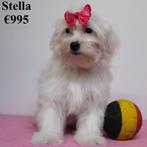 "Stella" Maltezer - pup te koop (Belgisch), België, Maltezer, Handelaar, CDV (hondenziekte)