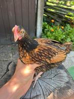 Wyandotte kriel bruin zwart haan, Dieren en Toebehoren, Pluimvee
