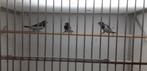 Molukse bronzemannen (molucca), Meerdere dieren, Tropenvogel, Geringd