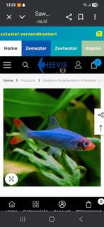 Sawbwa resplendents naakte rasbora ophalen maastricht, Dieren en Toebehoren, Vissen | Aquariumvissen