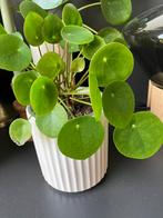 Pannenkoekenplant, Ophalen
