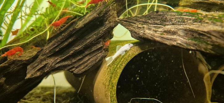 Snow White Ancistrus, Dieren en Toebehoren, Vissen | Aquariumvissen, Zoetwatervis, Vis