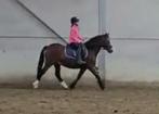 Brave Welsh Sectie C pony, Dieren en Toebehoren, Merrie, B, Gechipt, C pony (1.27m tot 1.37m)