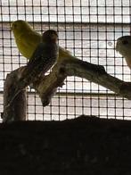 Mannelijke roodkopamadine, Dieren en Toebehoren, Vogels | Duiven, Mannelijk, Overige soorten