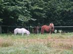 Schimmelbonte merrietje van slechts 77 cm!!, Zadelmak, A pony (tot 1.17m), 7 tot 10 jaar, Merrie