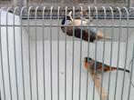 Zilveroor nachtegalen., Dieren en Toebehoren, Vogels | Overige Vogels