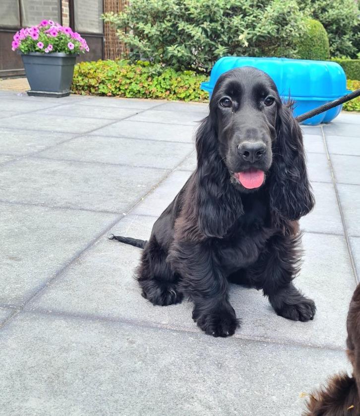 engelse cocker pupber pup, Dieren en Toebehoren, Honden | Retrievers, Spaniëls en Waterhonden, Reu, Spaniël, Fokker | Professioneel