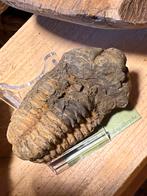 Trilobite fossile authentique vieux de millions d'années, Enlèvement ou Envoi