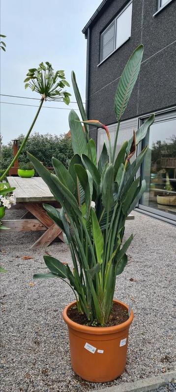 Strelitzia Reginae  beschikbaar voor biedingen