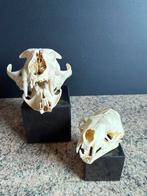 Schedels, Verzamelen, Dierenverzamelingen, Ophalen, Zo goed als nieuw, Schedel